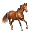 Brown horse with long mane standing and galloping on transparent background