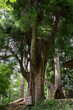 東京都青梅市　武蔵御嶽神社の摂社　産安社（うぶやすしゃ）の安産杉