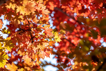 Wall Mural - Leaves turn red on the trees in autumn