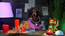 Dachshund Dog In Fortune Teller Costume And Black Wig On Head Sits At Table With Fortune Telling Candles And Tarot Cards. Dog In Fortune Teller Scenery
