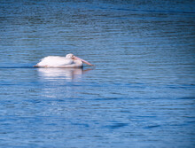 White Pelican Bird Swims Across A Blue Lake 