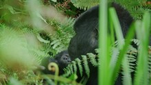 Portrait Of Wild Mother Gorilla And Baby In Lush Bwindi Impenetrable Forest, Uganda
