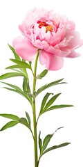 Wall Mural - Peony isolated on white background.