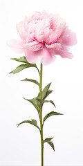 Wall Mural - Peony isolated on white background.