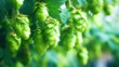 Green hop cones in the hops farm ripe for the harvesting in farm.