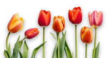 Set Of  Orange Color Tulip Flowers Isolated On Transparent Background. Flat Lay.