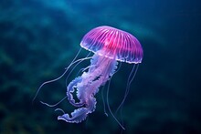 Mauve Stinger Purple Jellyfish.