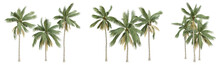 Cocos Nucifera Palm Tree On Transparent Background, Coconut Plant, Tropical Garden, 3d Render Illustration.