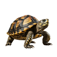 Wall Mural - Turtle isolated on transparent background (png)