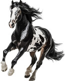 Fototapeta Konie - Black and white horse running clip art