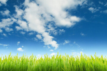 Wall Mural - Lush grass and blue sky background