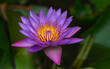 Stern-Seerose (Blue Star Water-lily, Nymphaea nouchali), Sri Lankas Nationalblume