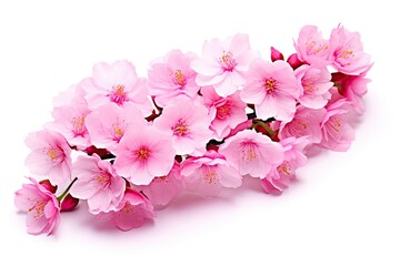 Wall Mural - Sakura flowers isolated on white background.