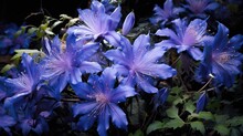 A Small Shrub With Deep Blue Violet Flowers That Bloom In Late Summer The Heavenly Blue Variety Has Silvery Leaves And Fuzzy Blue Petals
