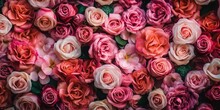 Pink Rose Background, Generative Ai