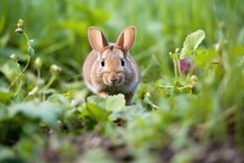Rabbit Hopping In A Peaceful Clover Patch