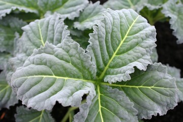 Sticker - close-up of frost-tinged leaves of an ornamental kale