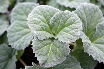 Sticker - close-up of frost-tinged leaves of an ornamental kale