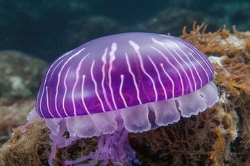 Wall Mural - Purple striped rare colored jellyfish closeup, dark background. Marine ocean fauna, wildlife.