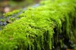 close-up detail of fresh, green moss