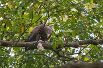 Sea eagle - Haliaeetus albicilla sits in the branches of a tree and eats the caught prey.