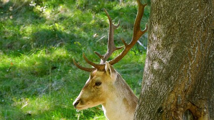 close-up of young male european fallow deer (dama dama), looking at you. male fallow deer in a wildl