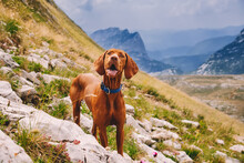 Hungarian Vizsla Dog Portrait In Mountain Landscape