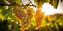 Ripe White Grapes, Waiting For Harvest Yellow Grapevines Growing In The Home Garden At Dawn Sunlight Close Up Bunch Of White Grape Hanging At Vineyard, Generative AI


