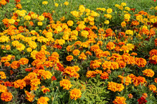 Beautiful Field Full Of Blooming Orange And Yellow Marigolds 