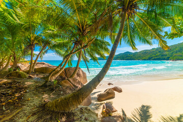 Palm trees by the sea in Anse Lazio beach