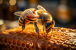 A queen bee works with wax in the honeycomb making organic honey for cosmetics and medicine. A bee with pollen in the hive cell