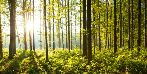 Wall Mural - forest trees