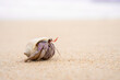 Colorful little Hermit Crab on the beach sand and sea background. Hermit crab walking alone beach.