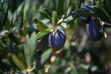 Wall Mural - olives on branches on the island of Cyprus 6