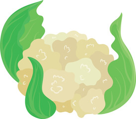 Cauliflower half fresh edible plant white vegetable with green leaves vector flat illustration