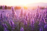 Fototapeta Kwiaty - Close up lavender flowers in beautiful field at sunset.