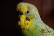 © Wirestock - Closeup portrait of a budgerigar parrot