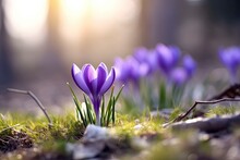 Spring Purple Crocus Flower.