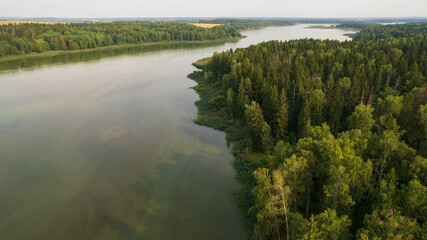 Wall Mural - Aerial view of a green pine forest and a river flowing through it