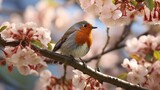 Fototapeta Mapy - Erithacus rubecula Robin. On a cherry tree, a bird. Sakura in bloom.