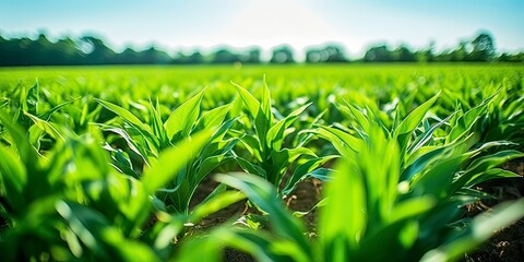 Field of vibrant green biofuel crops.