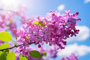 Wall Mural - Lilac under blue sky.