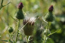 Withered Thistle With Seeds In Summer