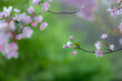 © View Stock - Chinese flowering crab-apple