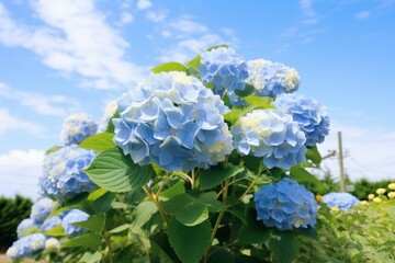 Wall Mural - Blue French hydrangea under blue sky.