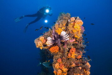 Wall Mural - A lion fish on a colorful protrusion of a ship wreck underwater and a silhouette of an underwater photographer in the distance with her lights on