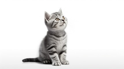 Sticker - Cute kitten sitting, looking up and licking its lips waiting for yummy isolated on white background. Kitten grey striped posing in studio for print and promotional. Portrait little kitty