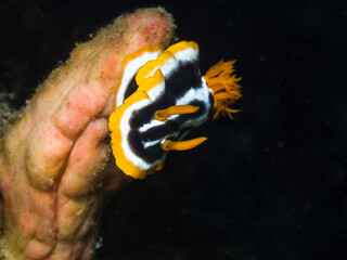 Wall Mural - Closeup of an African Chromodorid (Chromodoris Africana) nudibranch or sea slug with yellow, black and white coloring underwater