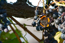 Red Admiral Butterfly (Vanessa Atalanta) Perched On Grapes In Zurich, Switzerland