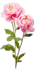 Wall Mural - Peony isolated on white background.